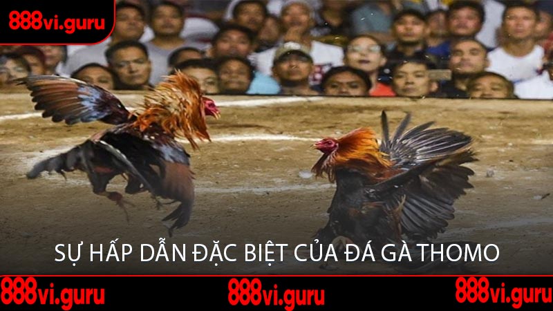 Sự Hấp Dẫn Đặc Biệt Của Đá Gà Thomo